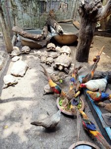 Peuen Deratchan Zoo listing