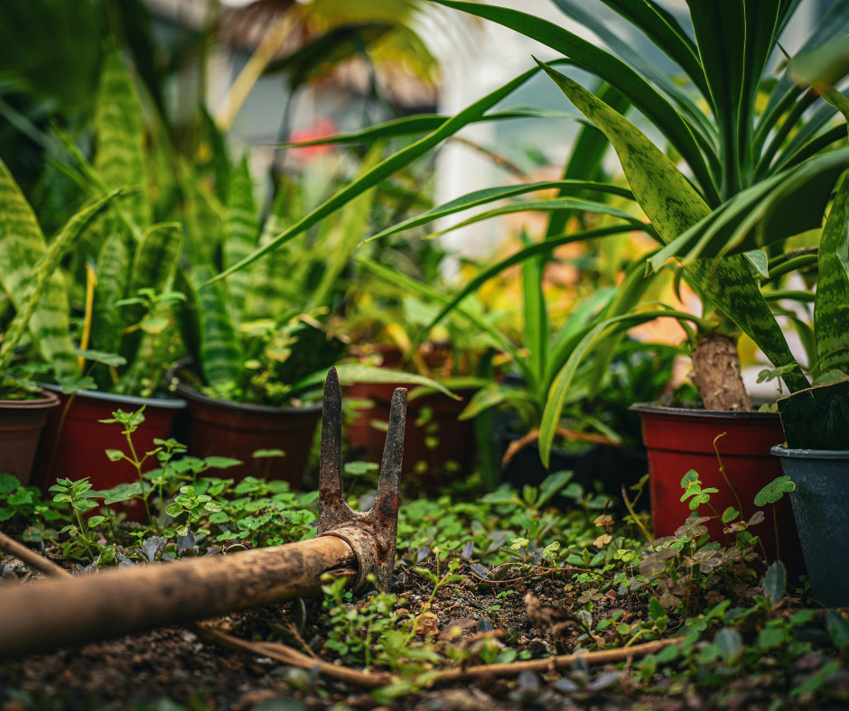 5 Tropical Plants that Help Clean the Air