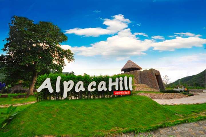 Alpaca hill