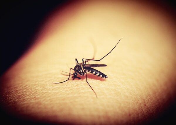 Mosquitoe on a kids arm