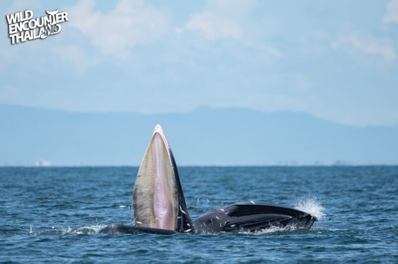 Day Trip Whale watching in Petchburi 2024