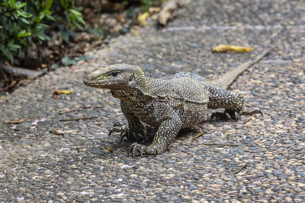 Monitor lizards in Lumphini park