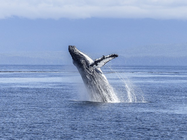 whale at sea