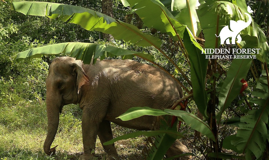 elephant in jungle