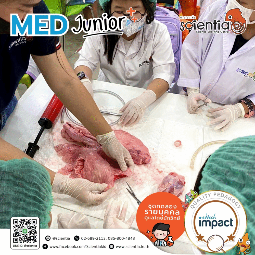 Scientia MED Junior and Gross Lab Anatomy