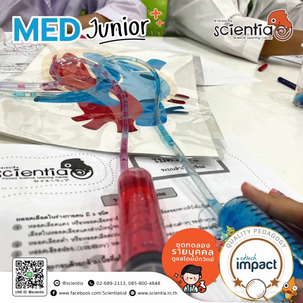 Scientia MED Junior and Gross Lab Anatomy