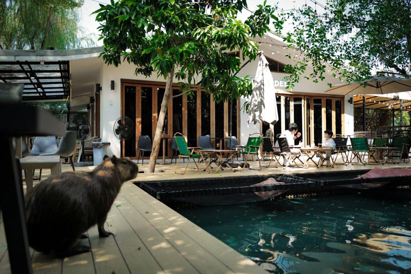 Little Zoo Garden Capybara Cafe Bangkok